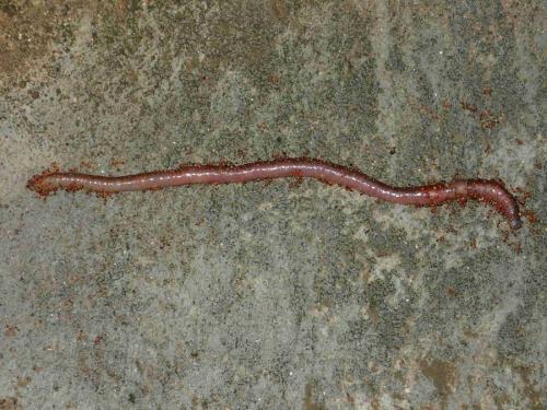 Réf. 240 118 : Solenopsis geminata